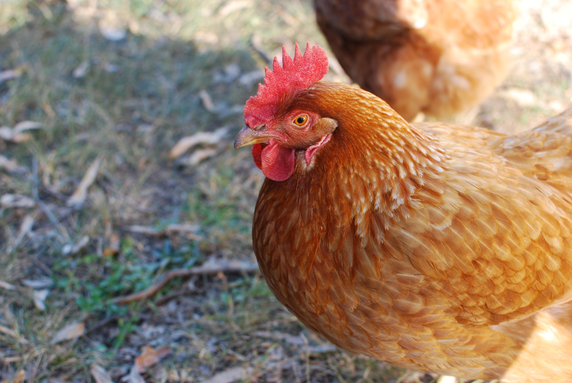 chicken in yard